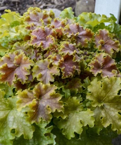 Garden Goods Direct Dolce® 'Apple Twist' Coral Bells