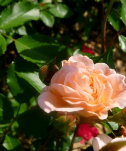 Garden Goods Direct Apricot Drift® Rose