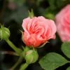 Garden Goods Direct Apricot Drift® Rose