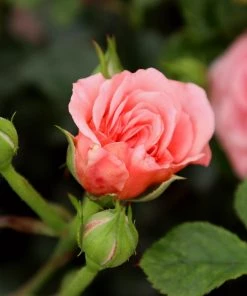 Garden Goods Direct Apricot Drift® Rose