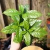 Garden Goods Direct Coffee Plants House Plants