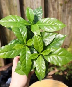 Garden Goods Direct Coffee Plants House Plants