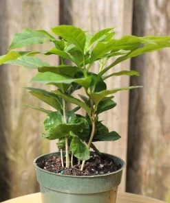 Garden Goods Direct Coffee Plants House Plants