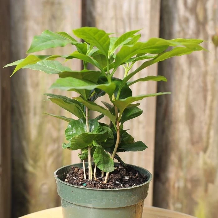 Garden Goods Direct Coffee Plants House Plants 2 Garden Goods Direct Coffee Plants House Plants