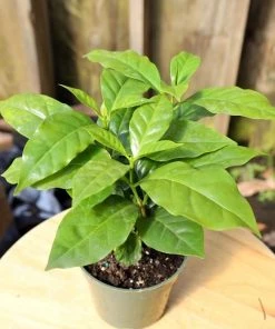 Garden Goods Direct Coffee Plants House Plants 7 Garden Goods Direct Coffee Plants House Plants