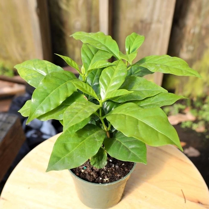 Garden Goods Direct Coffee Plants House Plants 4 Garden Goods Direct Coffee Plants House Plants