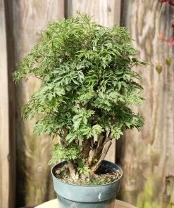 Garden Goods Direct Ming Aralia