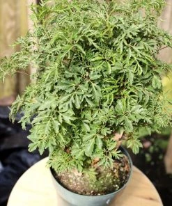 Garden Goods Direct Ming Aralia