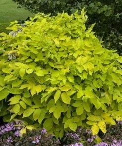 Garden Goods Direct Aralia Sun King