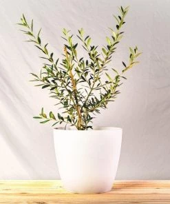 Garden Goods Direct Fruit & Nut Arbequina Olive Tree