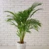 Garden Goods Direct Areca Palm