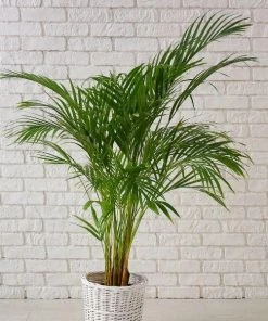 Garden Goods Direct Areca Palm