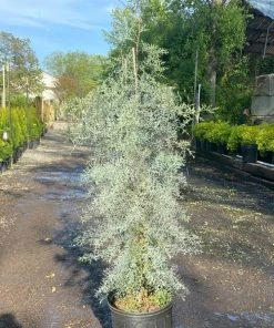 Garden Goods Direct Trees Blue Ice Cypress 7 Garden Goods Direct Trees Blue Ice Cypress