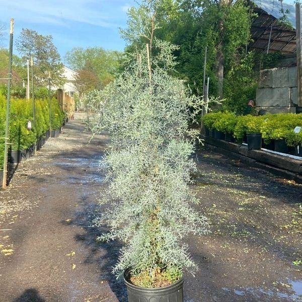 Garden Goods Direct Trees Blue Ice Cypress 4 Garden Goods Direct Trees Blue Ice Cypress