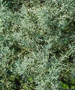 Garden Goods Direct Carolina Sapphire Cypress 6 Garden Goods Direct Carolina Sapphire Cypress