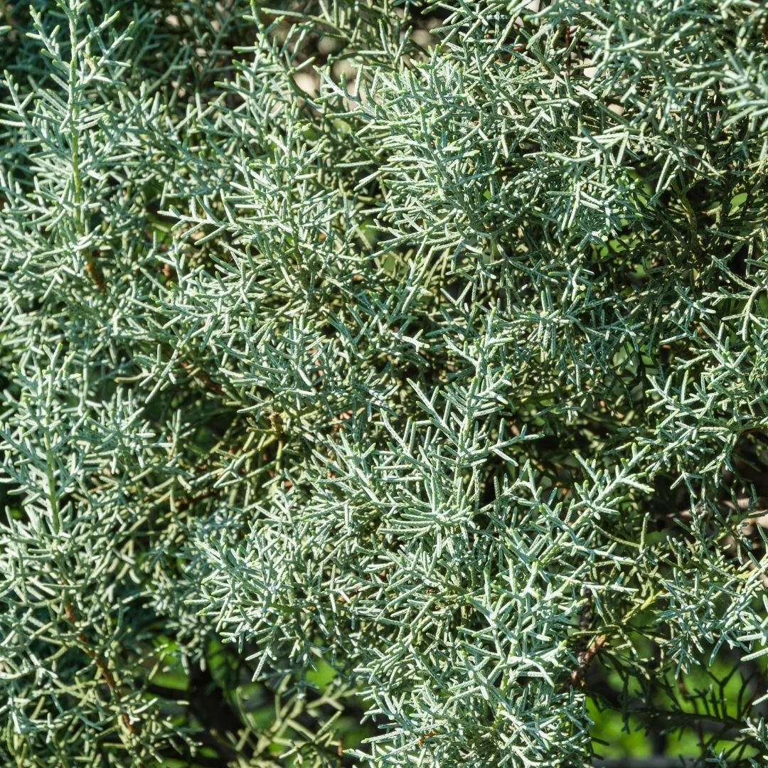 Garden Goods Direct Carolina Sapphire Cypress 3 Garden Goods Direct Carolina Sapphire Cypress