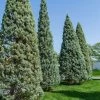 Garden Goods Direct Carolina Sapphire Cypress