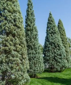 Garden Goods Direct Carolina Sapphire Cypress