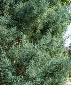 Garden Goods Direct Carolina Sapphire Cypress