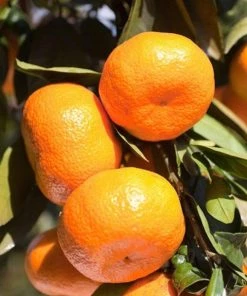 Garden Goods Direct Satsuma Tangerine Tree