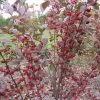 Garden Goods Direct Shrubs Red Chokeberry