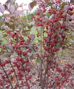 Garden Goods Direct Shrubs Red Chokeberry