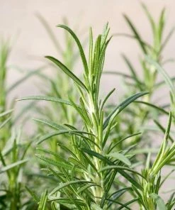 Garden Goods Direct Rosemary Arp