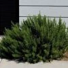 Garden Goods Direct Rosemary Arp
