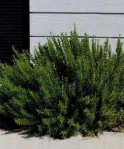 Garden Goods Direct Rosemary Arp