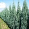 Garden Goods Direct Trees Blue Arrow Juniper