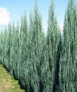 Garden Goods Direct Trees Blue Arrow Juniper