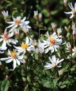 Garden Goods Direct White Wood Aster Perennials