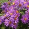 Garden Goods Direct Aster Purple Dome Perennials