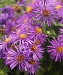 Garden Goods Direct Aster Purple Dome Perennials