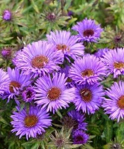 Garden Goods Direct Aster Purple Dome Perennials