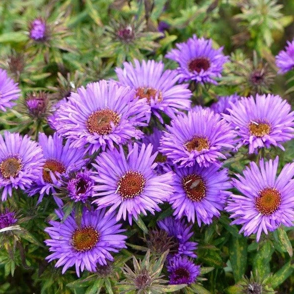 Garden Goods Direct Aster Purple Dome Perennials 2 Garden Goods Direct Aster Purple Dome Perennials