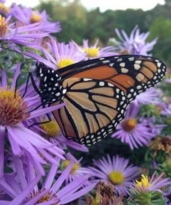 Garden Goods Direct Perennials Aster Raydon's Favorite