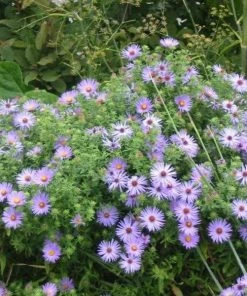 Garden Goods Direct Perennials Aster Raydon's Favorite 6 Garden Goods Direct Perennials Aster Raydon's Favorite