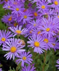 Garden Goods Direct Perennials Aster Woods Purple