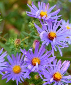 Garden Goods Direct Perennials Aster Raydon's Favorite