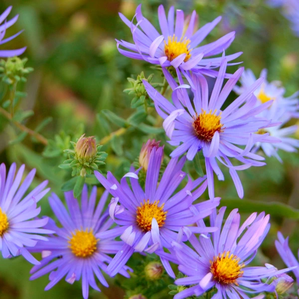 Garden Goods Direct Perennials Aster Raydon's Favorite 1 Garden Goods Direct Perennials Aster Raydon's Favorite