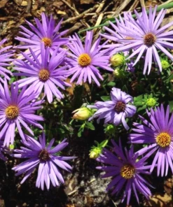 Garden Goods Direct Perennials Aster Raydon's Favorite 7 Garden Goods Direct Perennials Aster Raydon's Favorite