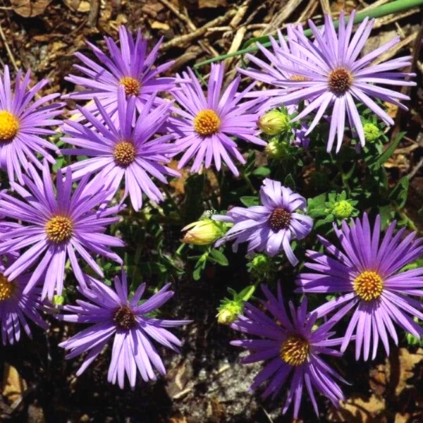 Garden Goods Direct Perennials Aster Raydon's Favorite 4 Garden Goods Direct Perennials Aster Raydon's Favorite