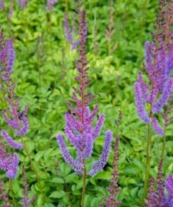 Garden Goods Direct Astilbe Pumila 5 Garden Goods Direct Astilbe Pumila