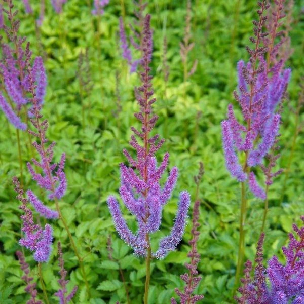 Garden Goods Direct Astilbe Pumila 3 Garden Goods Direct Astilbe Pumila