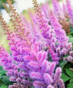 Garden Goods Direct Astilbe Pumila