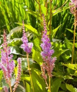 Garden Goods Direct Astilbe Pumila