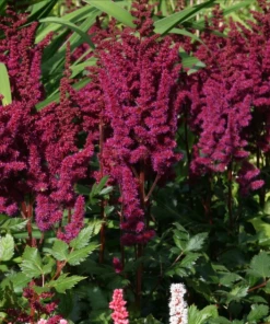 Garden Goods Direct Astilbe Vision In Red Perennials 5 Garden Goods Direct Astilbe Vision In Red Perennials