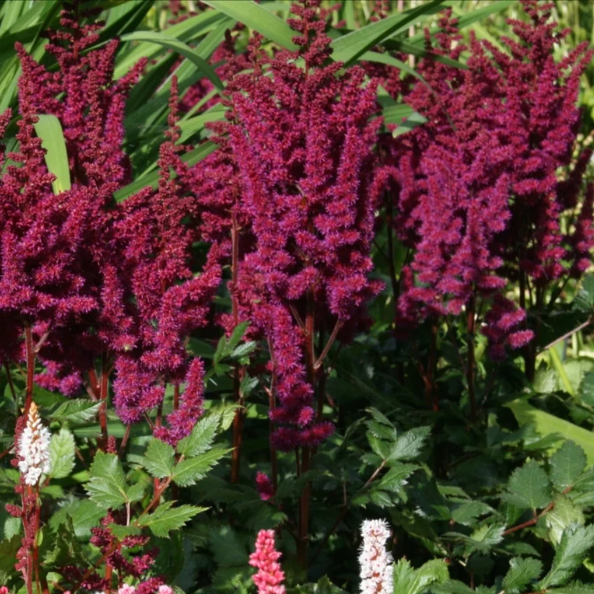 Garden Goods Direct Astilbe Vision In Red Perennials 3 Garden Goods Direct Astilbe Vision In Red Perennials