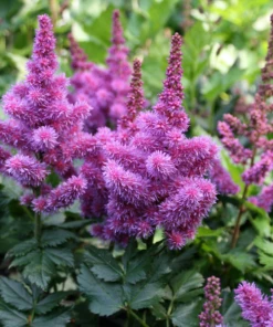 Garden Goods Direct Astilbe Visions